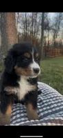 Presley, a female Bernese Mountain Dog for sale in Hopkinsville, KY – Photo 2 of 4
