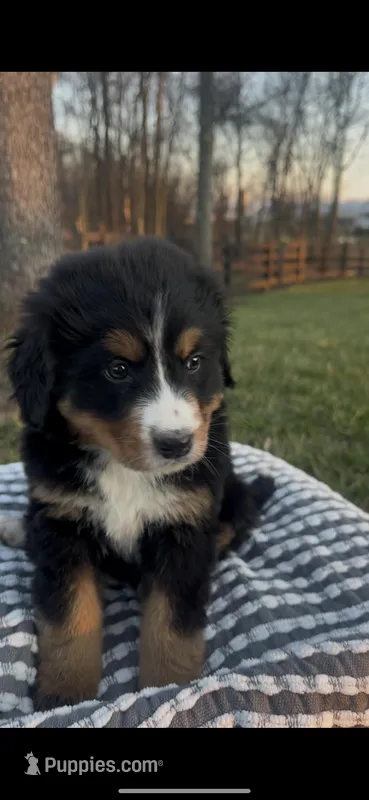 Presley, a female Bernese Mountain Dog for sale in Hopkinsville, KY – Photo 1 of 4