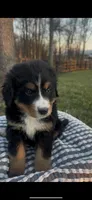 Presley, a female Bernese Mountain Dog for sale in Hopkinsville, KY – Photo 1 of 4