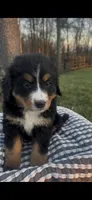 Presley, a female Bernese Mountain Dog for sale in Hopkinsville, KY – Photo 3 of 4