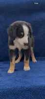 Jacob , a male Miniature Australian Shepherd for sale in Hopkinsville, KY – 1 of 4