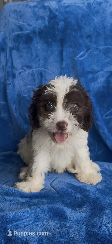 Boonie  – Cavapoo puppy for sale in Hopkinsville, KY