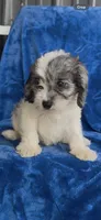 Dakota , a male Cavapoo for sale in Hopkinsville, KY – 3 of 5