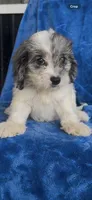 Dakota , a male Cavapoo for sale in Hopkinsville, KY – 5 of 5
