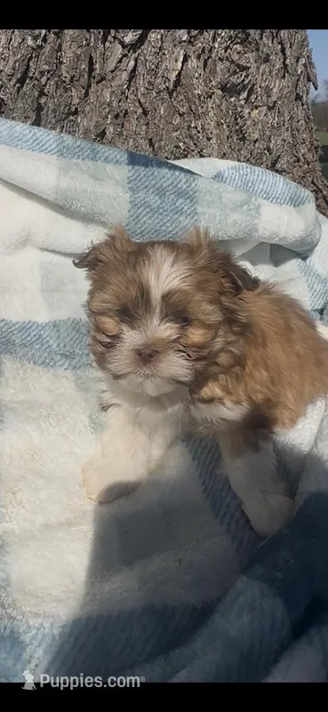 Argo  – Shih Tzu puppy for sale in Hopkinsville, KY