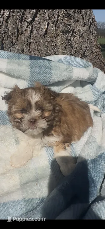 Argo  – Shih Tzu puppy for sale in Hopkinsville, KY