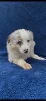 Ellie, a female Miniature Australian Shepherd for sale in Hopkinsville, KY – 4 of 4