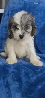 Dakota , a male Cavapoo for sale in Hopkinsville, KY – 4 of 5