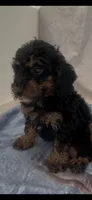 Jack, a male Poodle - Miniature  for sale in Hopkinsville, KY – 3 of 5