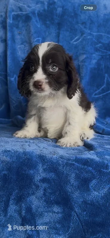 Louie  – Cavapoo puppy for sale in Hopkinsville, KY