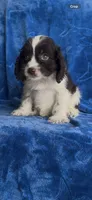 Louie , a male Cavapoo for sale in Hopkinsville, KY – 1 of 5