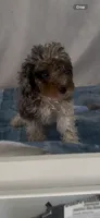 Lola, a female Poodle - Miniature  for sale in Hopkinsville, KY – 2 of 4