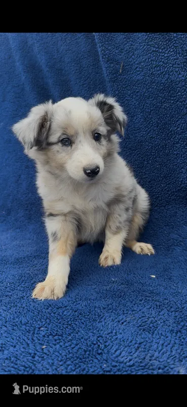 Sarah  – Miniature Australian Shepherd puppy for sale in Hopkinsville, KY