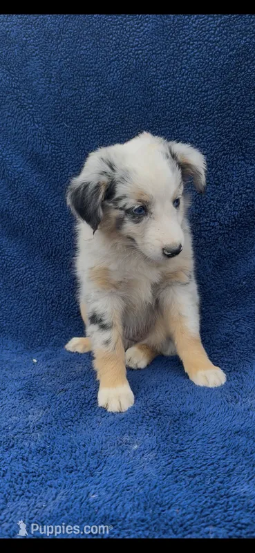 Jewels  – Miniature Australian Shepherd puppy for sale in Hopkinsville, KY