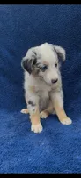 Jewels , a female Miniature Australian Shepherd for sale in Hopkinsville, KY – 1 of 5