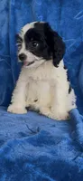 Ari Kate , a female Cavapoo for sale in Hopkinsville, KY – 4 of 5