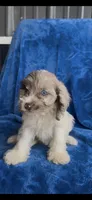 Tessa, a female Cavapoo for sale in Hopkinsville, KY – 3 of 5