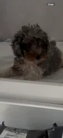 Lola, a female Poodle - Miniature  for sale in Hopkinsville, KY – 4 of 4