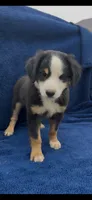 Jacob , a male Miniature Australian Shepherd for sale in Hopkinsville, KY – 2 of 4