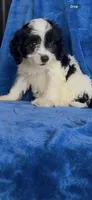 Ari Kate , a female Cavapoo for sale in Hopkinsville, KY – 5 of 5