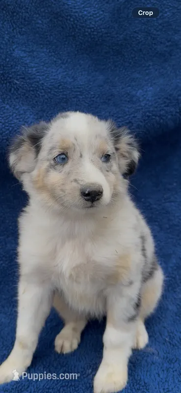 Roxie  – Miniature Australian Shepherd puppy for sale in Hopkinsville, KY