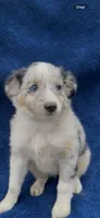 Roxie , a female Miniature Australian Shepherd for sale in Hopkinsville, KY – 1 of 5