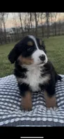 Luna, a female Bernese Mountain Dog for sale in Hopkinsville, KY – Photo 4 of 5