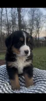 Luna, a female Bernese Mountain Dog for sale in Hopkinsville, KY – Photo 3 of 5