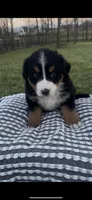 Luna, a female Bernese Mountain Dog for sale in Hopkinsville, KY – Photo 2 of 5