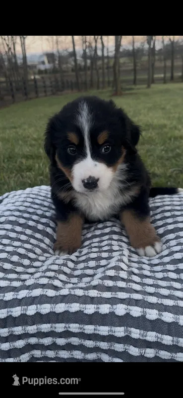 Luna, a female Bernese Mountain Dog for sale in Hopkinsville, KY – Photo 1 of 5