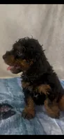 Jack, a male Poodle - Miniature  for sale in Hopkinsville, KY – 2 of 5