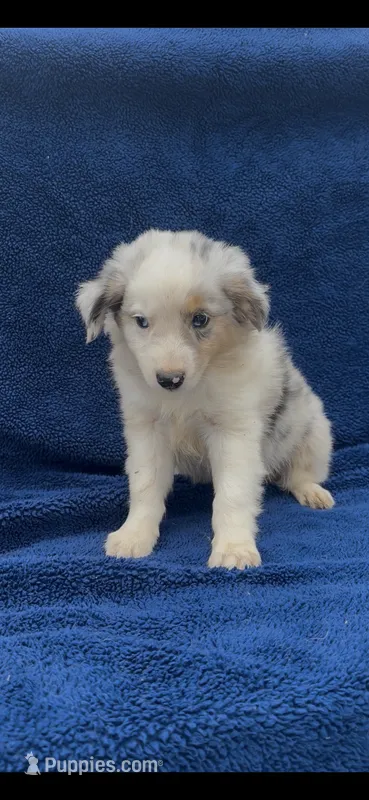 Wilson – Miniature Australian Shepherd puppy for sale in Hopkinsville, KY