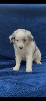 Wilson, a male Miniature Australian Shepherd for sale in Hopkinsville, KY – 1 of 5