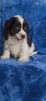 Louie , a male Cavapoo for sale in Hopkinsville, KY – 5 of 5