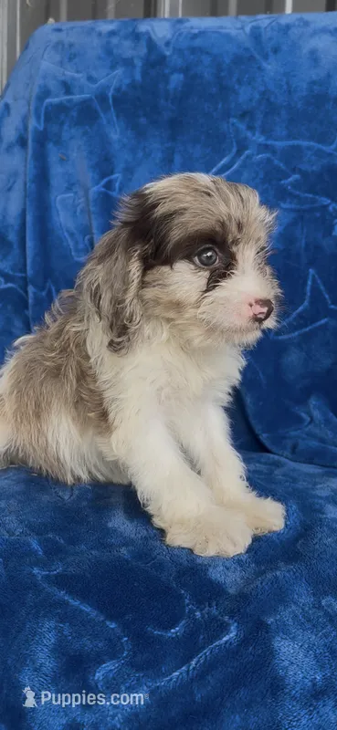 Tessa – Cavapoo puppy for sale in Hopkinsville, KY