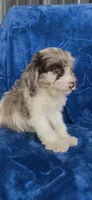 Tessa, a female Cavapoo for sale in Hopkinsville, KY – 1 of 5