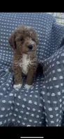 Atticus, a male Poodle - Multi-Colored Standard for sale in Hopkinsville, KY – Photo 6 of 7