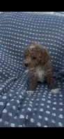 Atticus, a male Poodle - Multi-Colored Standard for sale in Hopkinsville, KY – Photo 5 of 7
