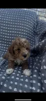 Atticus, a male Poodle - Multi-Colored Standard for sale in Hopkinsville, KY – Photo 2 of 7