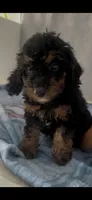 Jack, a male Poodle - Miniature  for sale in Hopkinsville, KY – 5 of 5