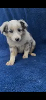 Sarah , a female Miniature Australian Shepherd for sale in Hopkinsville, KY – 4 of 5
