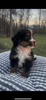 Hercules , a male Bernese Mountain Dog for sale in Hopkinsville, KY – Photo 3 of 6