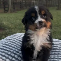 Hercules , a male Bernese Mountain Dog for sale in Hopkinsville, KY – Photo 5 of 8