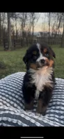 Hercules , a male Bernese Mountain Dog for sale in Hopkinsville, KY – Photo 4 of 6