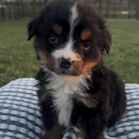 Hercules , a male Bernese Mountain Dog for sale in Hopkinsville, KY – Photo 6 of 8