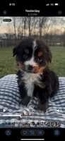 Hercules , a male Bernese Mountain Dog for sale in Hopkinsville, KY – Photo 2 of 6
