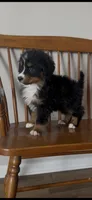 Hercules , a male Bernese Mountain Dog for sale in Hopkinsville, KY – Photo 3 of 8