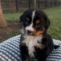 Hercules , a male Bernese Mountain Dog for sale in Hopkinsville, KY – Photo 7 of 8
