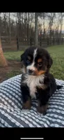 Hercules , a male Bernese Mountain Dog for sale in Hopkinsville, KY – Photo 5 of 6