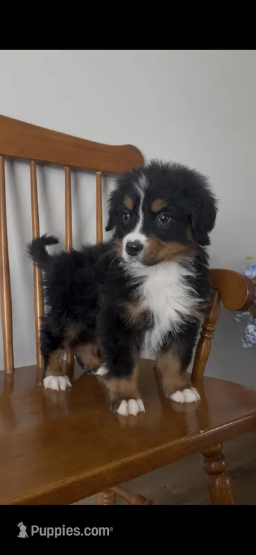 Hercules  – Bernese Mountain Dog puppy for sale in Hopkinsville, KY